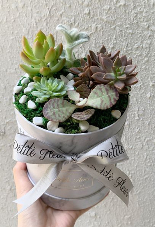 Succulents delivery in Singapore
